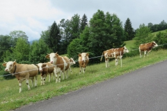 Sonntagberg-Wallfahrt 2017