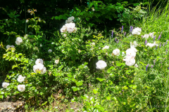 P1050911