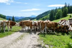 Fußwallfahrt zum Sonntagberg 2022 - Tag 2