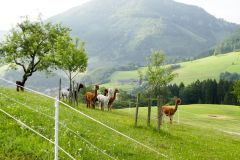 Fußwallfahrt zum Sonntagberg 2023