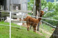 Sonntagberg-Wallfahrt 2024 - 1. Juli 2024 - Foto: Mariazell Online