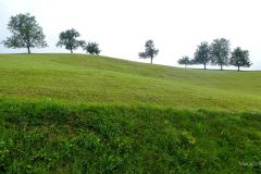 Sonntagberg-Wallfahrt 2024 - 1. Juli 2024 - Foto: Mariazell Online