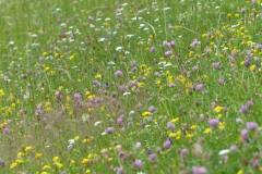 Fußwallfahrt zum Sonntagberg - Montag, 6. Juli 2015